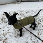 Un Dachsador sur une surface enneigée et qui est tenu en laisse 