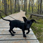 Un Dachsador marchant sur une passerelle et qui est tenu en laisse 