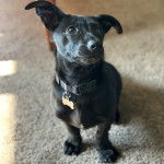 Un Dachsador assis sur une moquette et portant un collier autour du cou