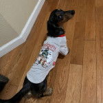 Un Dachsador sur un sol carrelé et portant un habit pour chien 