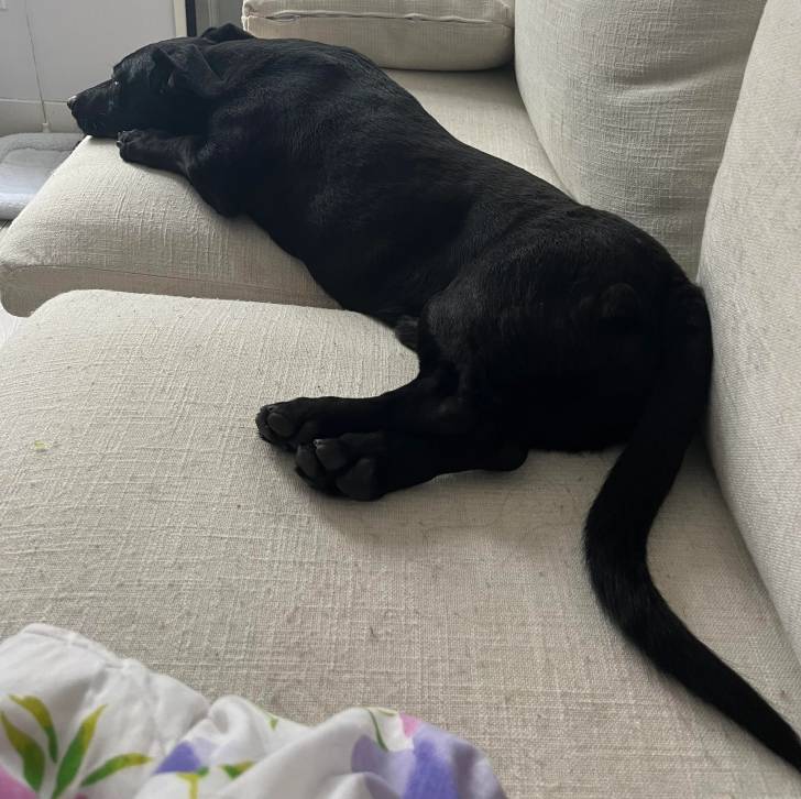 Un Dachsador allongé sur un canapé et semblant détendu