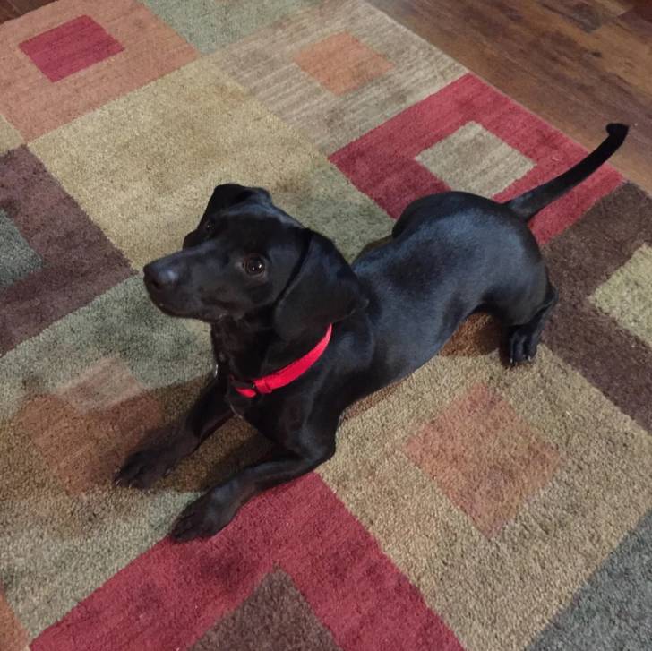 Un Dachsador allongé sur un tapis et portant un collier autour du cou