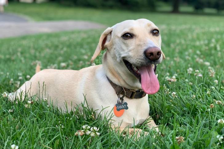 Un Dachsador ayant la langue pendante et portant un collier autour du cou