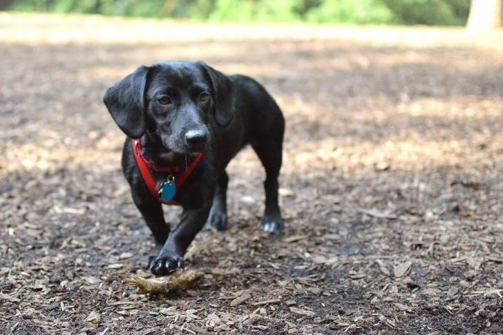 Un Dachsador portant un harnais et un collier autour du cou
