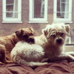 Photo Smous des Pays-Bas