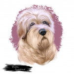 Photo Smous des Pays-Bas