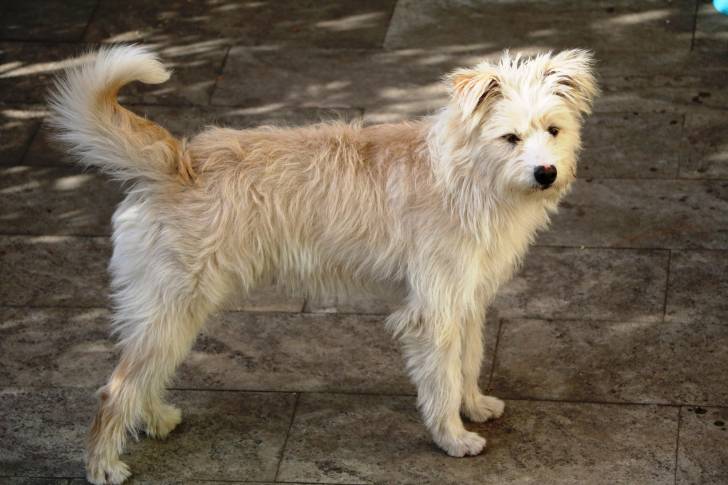 Photo Smous des Pays-Bas