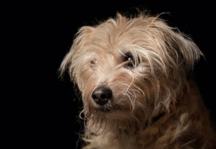 Photo Smous des Pays-Bas