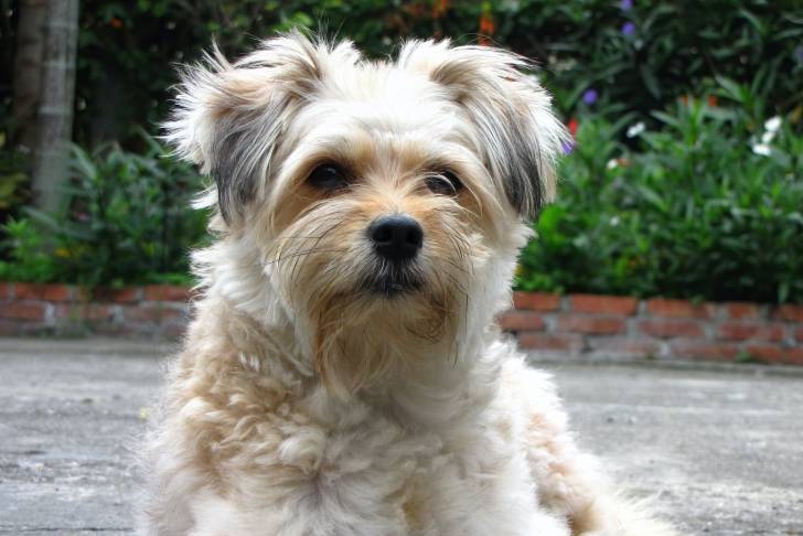 Photo Smous des Pays-Bas