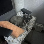 Un Miniature Schnoxie allongé sur une chaise et regardant vers la caméra 