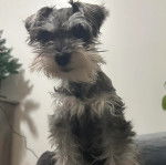 Un Miniature Schnoxie sur un canapé 