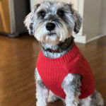 Un Miniature Schnoxie assis sur un plancher et portant un habit pour chien 