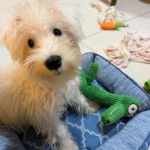 Un Miniature Schnoxie assis dans un panier et semblant détendu 