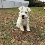 Un Miniature Schnoxie allongé sur un terrain herbeux et tenant un bâton dans sa gueule 