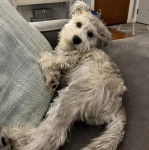 Un Miniature Schnoxie allongé sur un canapé et regardant vers la caméra 