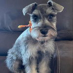 Un Miniature Schnoxie assis sur un canapé et portant un collier autour du cou