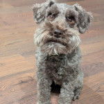 Un Miniature Schnoxie assis sur un plancher et semblant détendu