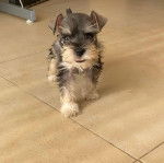 Un Miniature Schnoxie sur un sol carrelé et regardant vers la caméra 