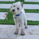 Un Miniature Schnoxie sur une surface bétonnée et portant un collier autour du cou