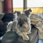 Un Miniature Schnoxie allongé sur un canapé et semblant détendu 