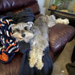 Un Miniature Schnoxie allongé sur un canapé et semblant détendu 