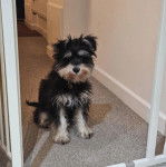 Un Miniature Schnoxie assis sur une moquette et portant un collier autour du cou