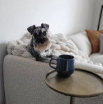 Un Miniature Schnoxie allongé sur un canapé et regardant vers la caméra