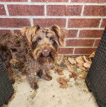 Un Miniature Schnoxie sur une surface bétonnée et regardant vers la caméra 