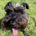 Un Miniature Schnoxie sur une surface herbacée et tirant la langue 