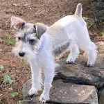 Un Miniature Schnoxie sur des pierres et portant un collier autour du cou