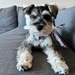 Un Miniature Schnoxie allongé sur un canapé et portant un collier autour du cou