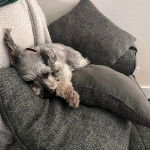 Un Miniature Schnoxie allongé sur un coussin et portant un collier auutour du cou