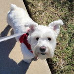 Un Miniature Schnoxie sur un trottoir et qui est tenu en laisse 