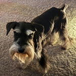 Un Miniature Schnoxie sur un tapis et regardant vers la caméra 