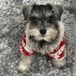 Un Miniature Schnoxie assis sur une moquette et portant un habit pour chien 