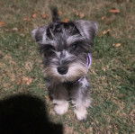 Un Miniature Schnoxie allongé sur un terrain herbeux 