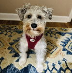 Un Miniature Schnoxie assis sur un tapis et portant un harnais 