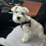 Un Miniature Schnoxie assis sur le siège d'une voiture et portant un harnais 