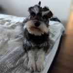 Un Miniature Schnoxie allongé sur un lit et semblant détendu