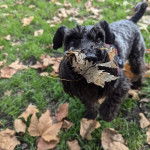 Un Miniature Schnoxie sur un terrain herbeux et tenant une feuille dans sa gueule