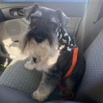 Un Miniature Schnoxie assis sur le siège d'une voiture et qui est tenu en laisse