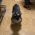 Un Miniature Schnoxie sur un sol carrelé et regardant vers la caméra 