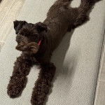 Un Miniature Schnoxie allongé et regardant vers la caméra 