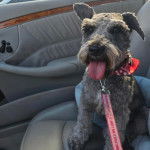 Un Miniature Schnoxie assis sur le siège d'une voiture et qui est tenu en laisse 