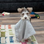 Un Miniature Schnoxie sur un tapis et tenant une serviette dans sa gueule 