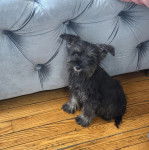 Un Miniature Schnoxie assis sur un plancher et ayant la gueule légèrement ouverte