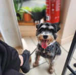 Un Miniature Schnoxie assis sur un sol carrelé et portant un harnais 