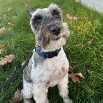 Un Miniature Schnoxie assis sur un terrain herbeux et qui est tenu en laisse