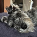 Un Miniature Schnoxie allongé sur un canapé et regardant vers la caméra 