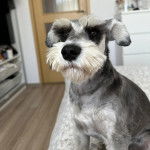 Un Miniature Schnoxie assis et semblant détendu 